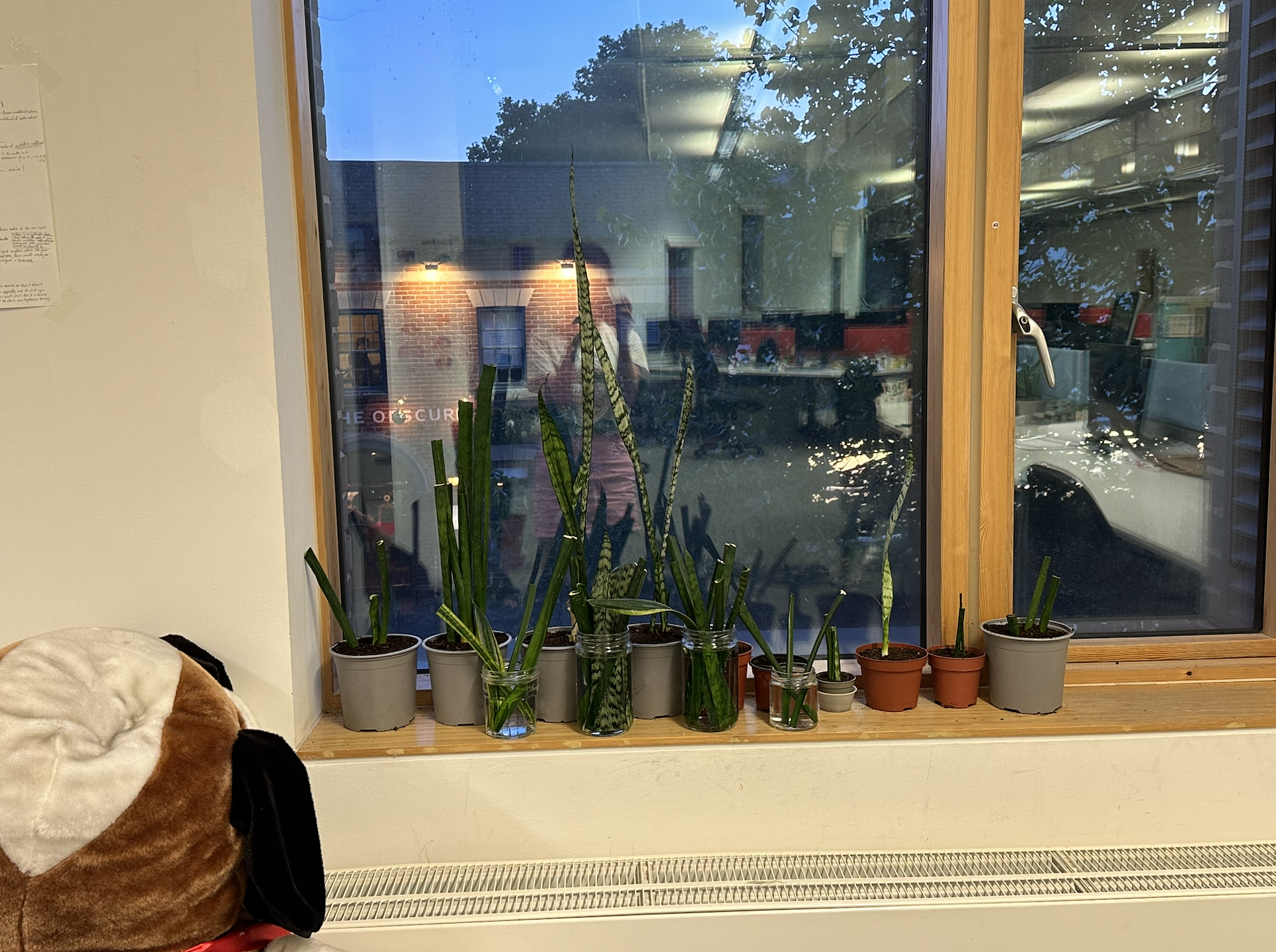 squircle and plants at NRB
